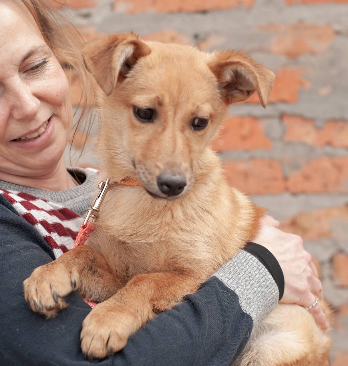 Chiens à adopter
